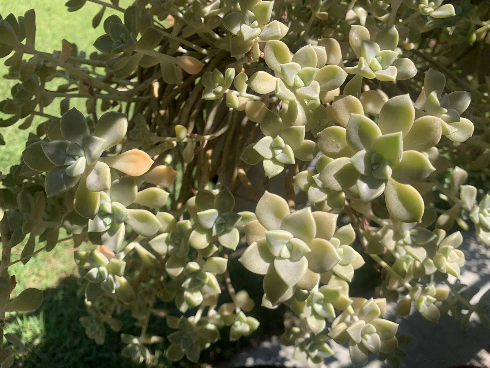 Live Succulents Cuttings - Ghost Plant Rosette - Garden Decor - Graptopetalum paraguayense
