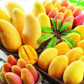 Rare Nam Dok Mai Mango Seeds - 2 Pack - Super Sweet Juicy Variety - Mangifera indica