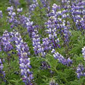 Arroyo Lupine Seeds - 500 Pack, Beautiful Purple Flowers, Lupinus succulentus