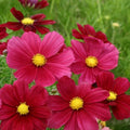 Rubenza Cosmos Seeds - 200+ Pack - Colorful Garden Flowers - Cosmos bipinnatus - USA Grown