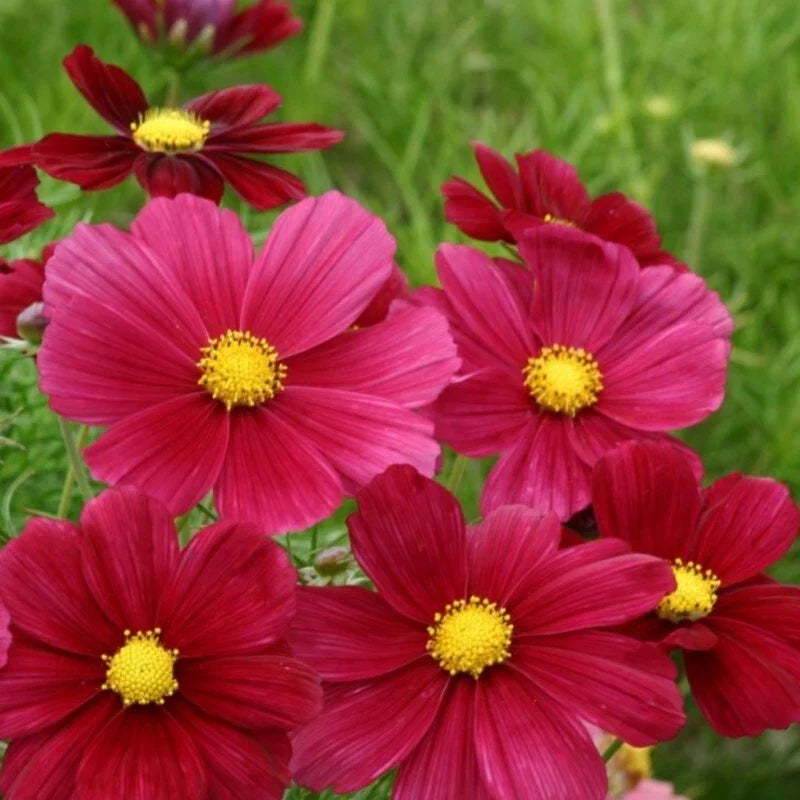 Rubenza Cosmos Seeds - 200+ Pack - Colorful Garden Flowers - Cosmos bipinnatus - USA Grown