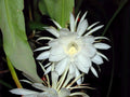 Epiphyllum Oxypetalum Plant | Queen of the Night Orchid Cactus | Live Indoor Plant | Rare Succulent Plant