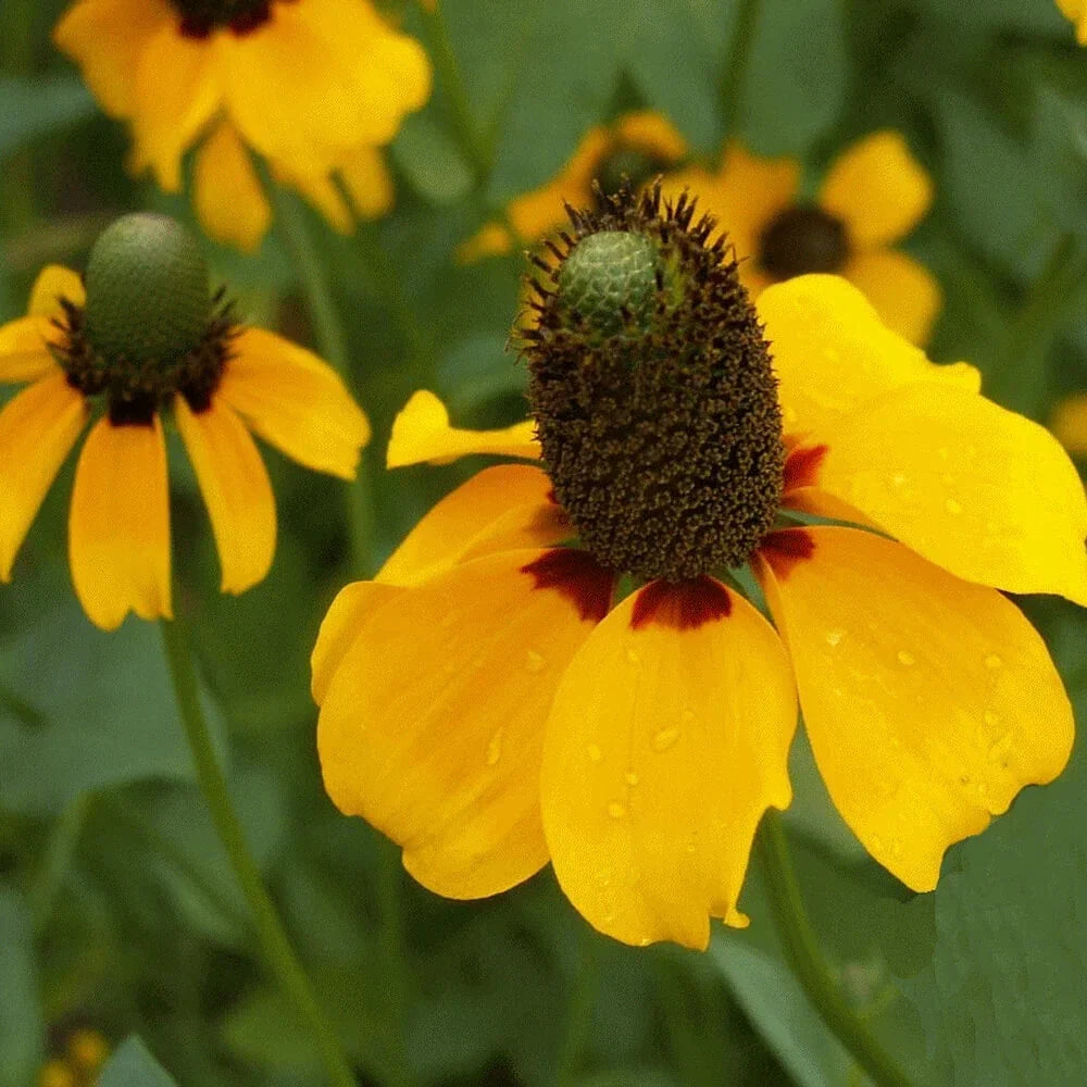 Clasping Coneflower Seeds | 500-10,000 Non-GMO Seeds | Echinacea angustifolia | Native Wildflower Seeds