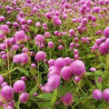 Gomphrena Seeds - 200 Raspberry Cream Globe Amaranth Seeds - Organic USA Shipping Free