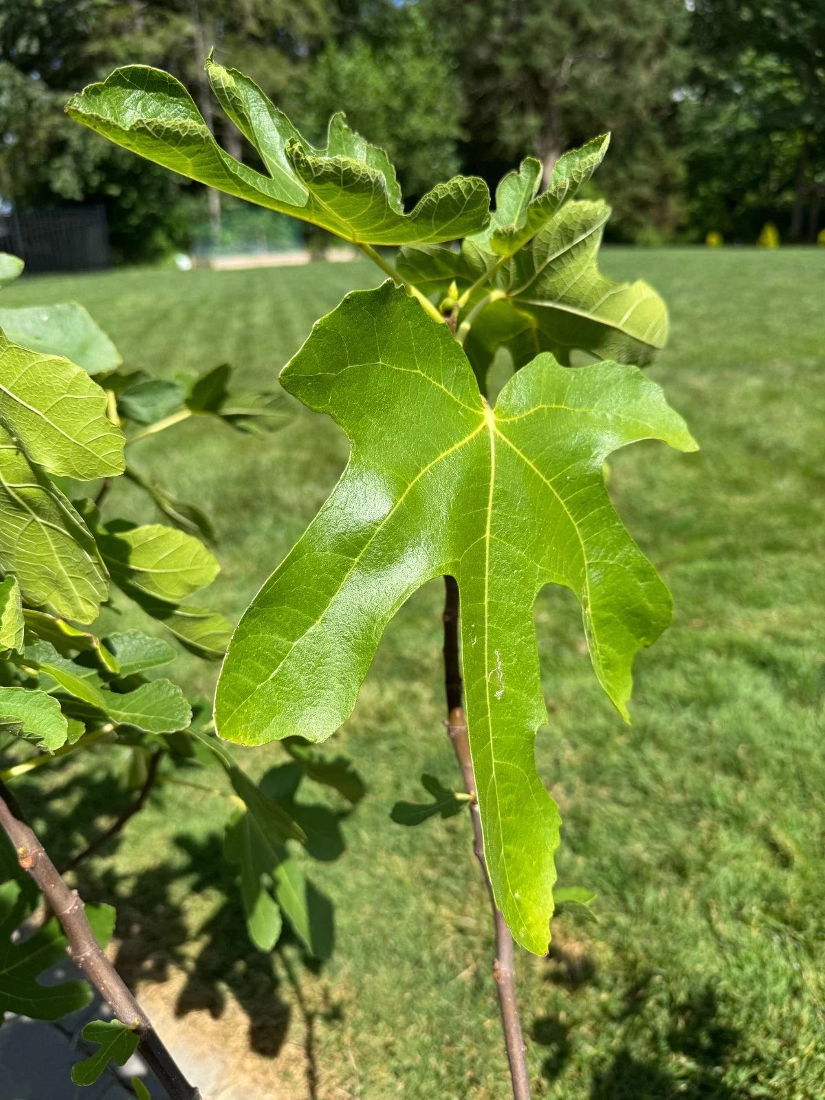 White Marseilles Fig Cuttings - 3 Unrooted - Honey Sweet, Productive - Ficus carica