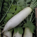 Radish Seeds - Japanese Minowase Variety - Fresh Vegetable Seeds - Raphanus sativus