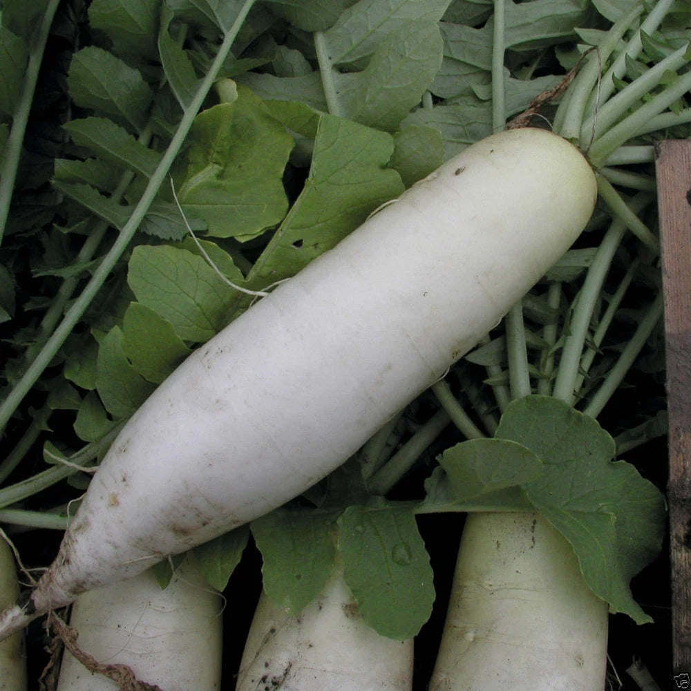 Radish Seeds - Japanese Minowase Variety - Fresh Vegetable Seeds - Raphanus sativus