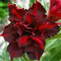 Dark Red Desert Rose Seeds - Adenium Flowers - Perennial - 4 Pack - USA Seller