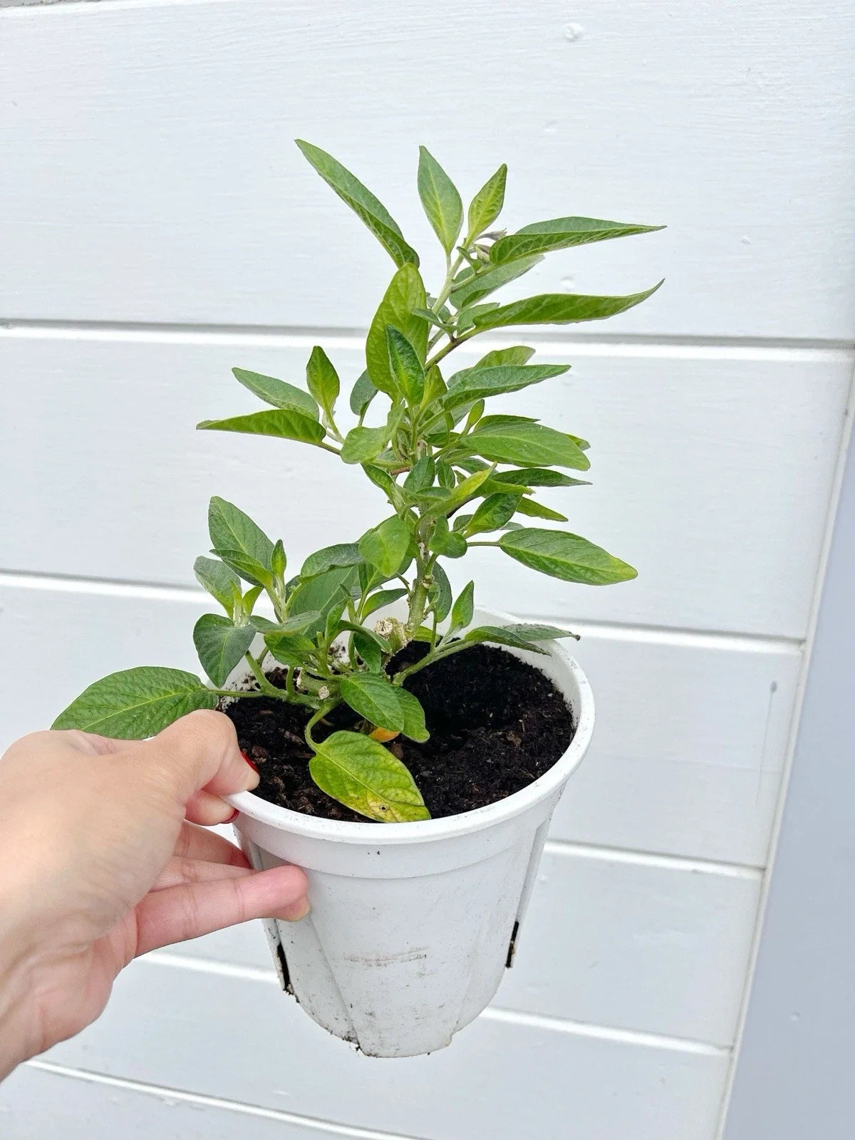 Pepino Melon Plant 10" Pot - Ginseng Fruit, Live Rooted Plant (Solanum muricatum) - 2x Healthy Seedlings
