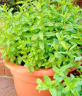 Spearmint Seeds - 300 Organic Herb for Mint Tea - Perfect for Patio Container Vegetable Garden - Mentha spicata