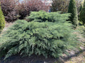 Fresh 5-7” Cuttings Grey Owl Spreading Juniper Evergreen (Juniperus horizontalis 'Grey Owl') for Rooting
