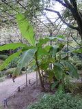Musa Basjoo Banana Tree - Small Starter Plant, Cold Hardy Variety - Tropical Plant for Gardens and Landscaping