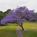 Blue Jacaranda Tree Set - 8-10" Live Plants - Jacaranda Mimosifolia - 2 Pack
