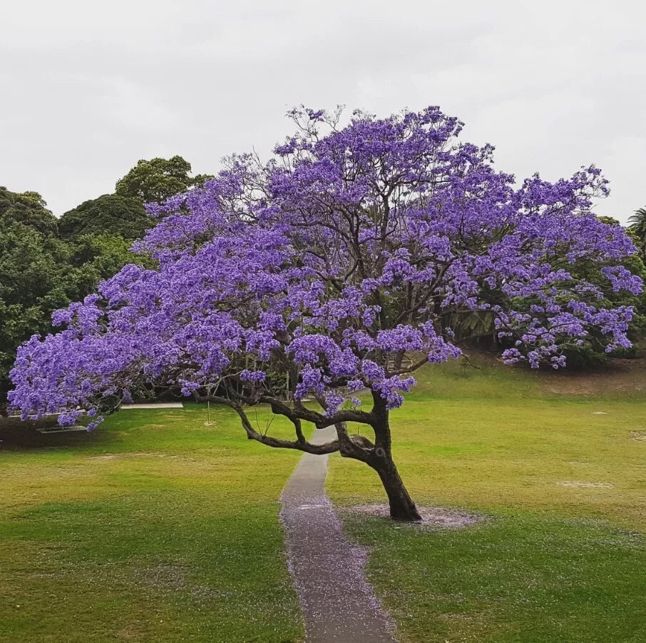 Blue Jacaranda Tree Set - 8-10" Live Plants - Jacaranda Mimosifolia - 2 Pack