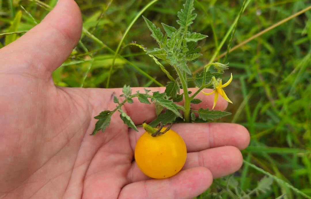 White Cherry Tomato Seeds | 15 Pack | Solanum lycopersicum | Yellow Grape Variety | Florida Grown