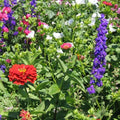 Hummingbird Wildflower Seeds Mix - Fresh Wildflower Seed Blend for Pollinators - Non-GMO Wildflower Mix