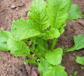 Heirloom Root Vegetable Seed Garden Collection - 4 Top Varieties - Carrot, Beet, Radish, Turnip - Non-GMO Seeds