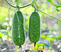 Organic Hairy Skin Gourd Seeds - 20+ Fuzzy Melon, Wax Gourd, Hairy Melon - Mokwa USA - Heirloom Vegetable Seeds