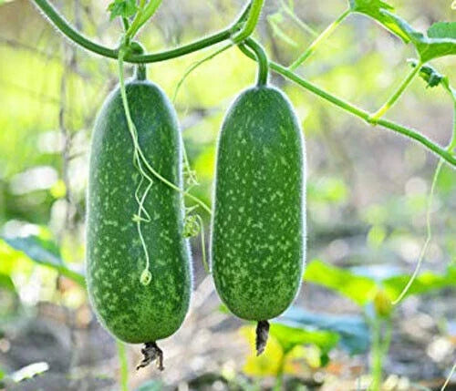 Organic Hairy Skin Gourd Seeds - 20+ Fuzzy Melon, Wax Gourd, Hairy Melon - Mokwa USA - Heirloom Vegetable Seeds