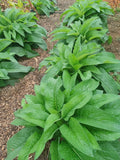 Russian Comfrey Live Root Cuttings - 10 Rhizomes Bocking 14 (Symphytum uplandicum) - Organically Grown in California