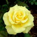 Yellow Texas Rose Cuttings for Rooting (3) - Rosa 'Texas Yellow'