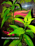 Night Blooming Jasmine Live Plant - 4-13 Inch Fully Rooted Container - Cestrum nocturnum