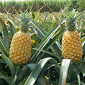 Queen Pineapple Seeds - 15+ Pack for Garden Planting - Ananas comosus - USA Grown, Free Shipping