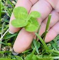 Rare 4 Leaf Clover Plant - Genuine Hand-Picked Lucky Gift - Fast Shipping - Trifolium repens