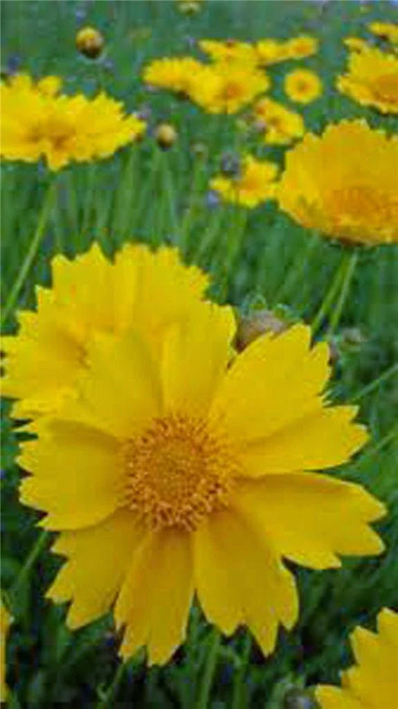 Coreopsis Seeds, 100 Count, Lanceleaf Flower, Beautiful Golden-Yellow Blooms, Coreopsis lanceolata