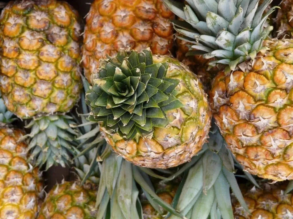 Monte Oscuro Pineapple Seeds - 15+ Pack for Garden Planting - Ananas comosus - USA Grown, Free Shipping