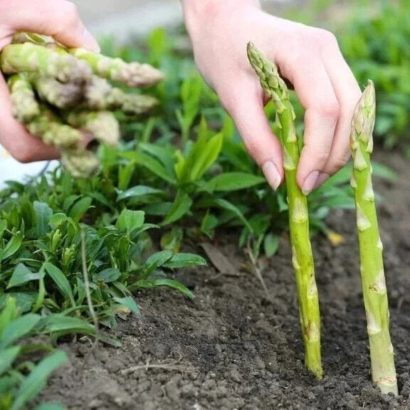 Asparagus Seeds - Mary Washington Variety - Non-GMO, Heirloom - Asparagus officinalis - Shipped with Tracking