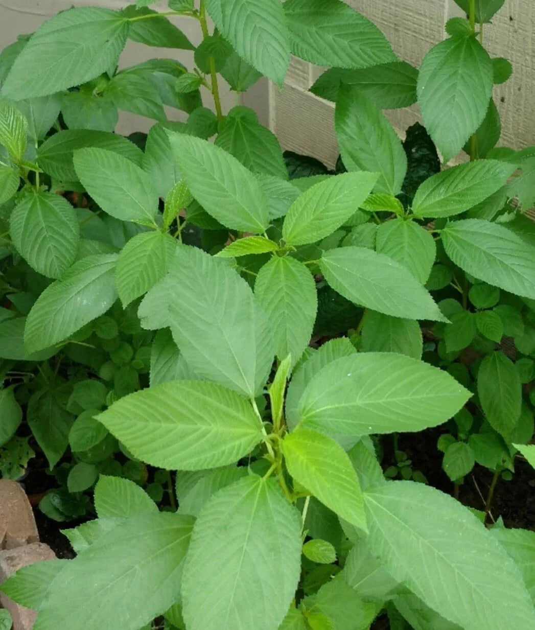 500+ Seeds Egyptian Spinach Saluyot Jute Molokhia - Non-GMO Heirloom Vegetable Seeds for Home Garden