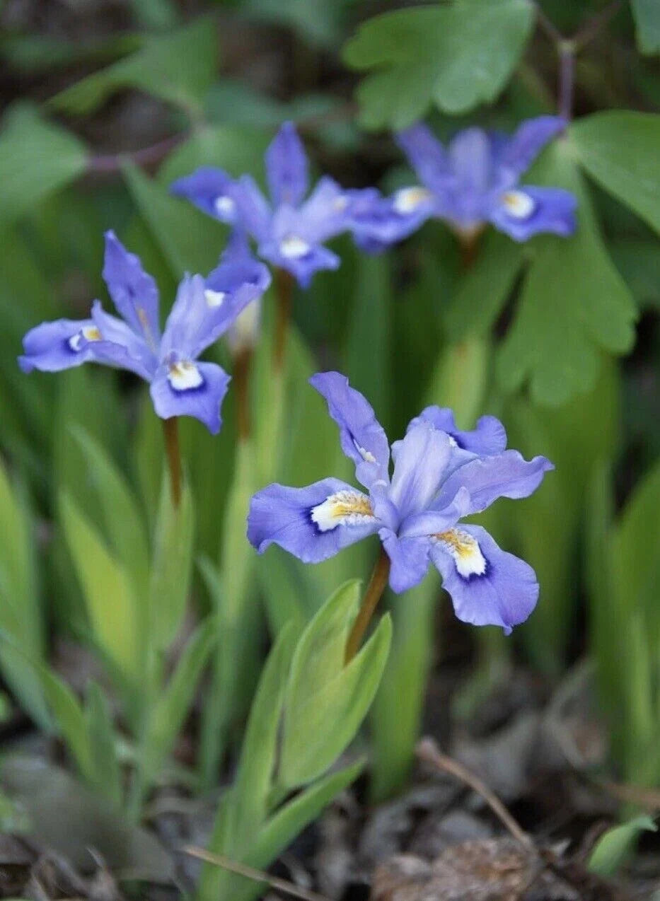 Crested Dwarf Iris Plants Bareroot 10 Pack Organic Transplant Iris cristata Native Wildflower Sustainable Garden