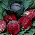 Red Acre Cabbage Seeds | 100 Non-GMO Heirloom Seeds for Fresh Garden | Brassica oleracea