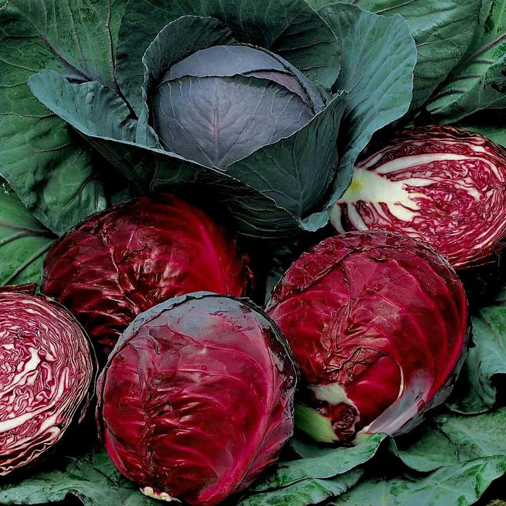 Red Acre Cabbage Seeds | 100 Non-GMO Heirloom Seeds for Fresh Garden | Brassica oleracea