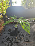 Monstera Adansonii Live Plant - Mature Top Cutting - 3" Pot - Narrow Form - Rooted Tropical Houseplant