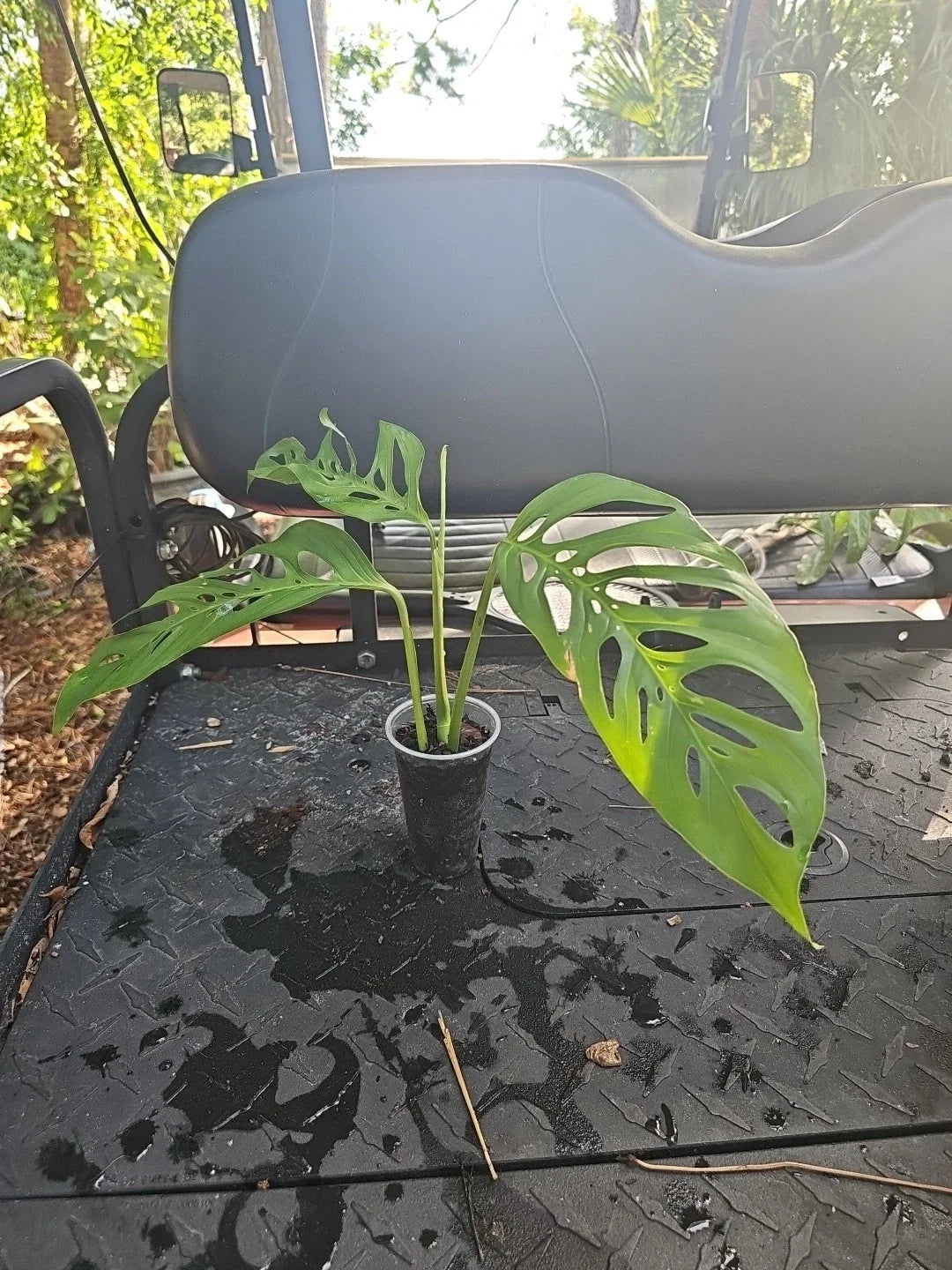Monstera Adansonii Live Plant - Mature Top Cutting - 3" Pot - Narrow Form - Rooted Tropical Houseplant