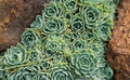 Hen's and Baby's Succulent Seeds, 200 Seeds for Planting, Echeveria spp.