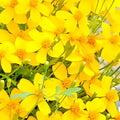 Mexican Tarragon Seeds | 100 Heirloom Non-GMO Seeds | Tagetes lucida | Free Shipping