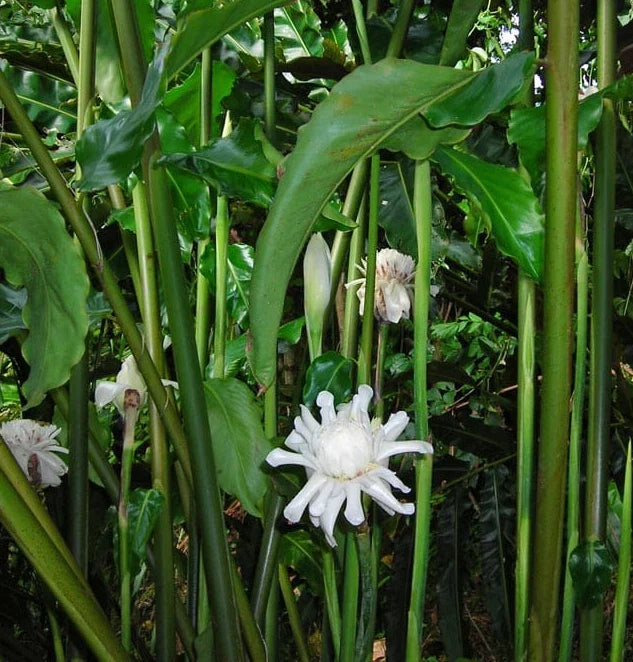 White Torch Ginger Plants - 2 Pack with Rhizomes - Etlingera Elatior - Ginger Lily - Well Rooted