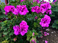 Purple Pelargonium Fancy Regal Geranium Cuttings - 3" Live Plant - Ideal for Gardens and Indoor Decor