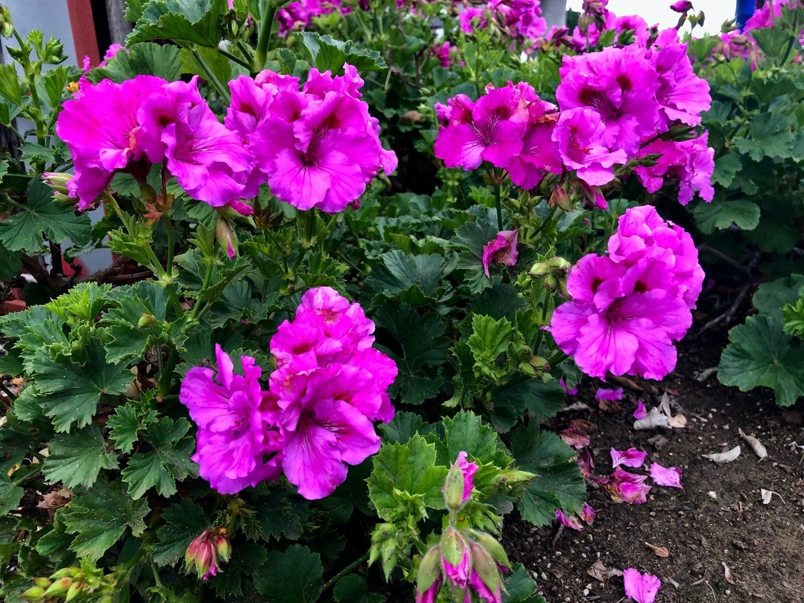 Purple Pelargonium Fancy Regal Geranium Cuttings - 3" Live Plant - Ideal for Gardens and Indoor Decor