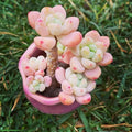 Sedum Seeds - 100 Count - Tiscalatengo Gorge Variety - Succulent Seeds for Home Gardening