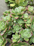 Live 3'' Aeonium Pinwheel Succulent Cuttings - Haworthia Aboreum - Indoor Plant Decor