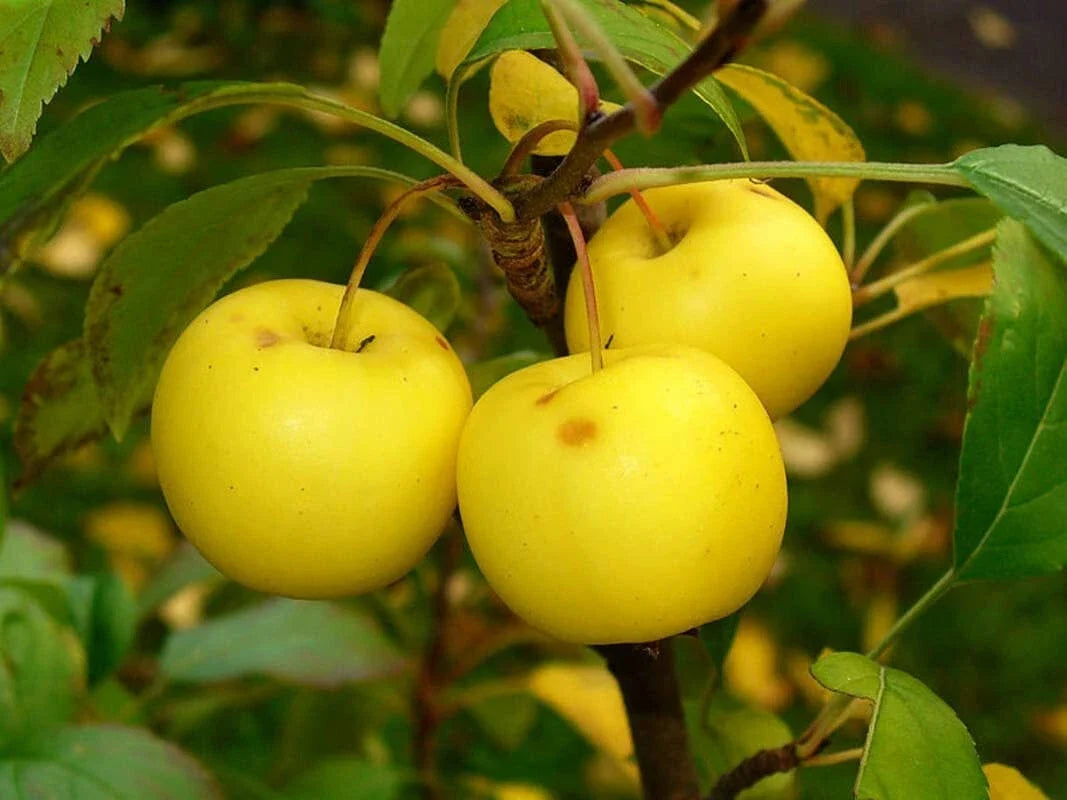 30 European Crab Apple Seeds - Malus Sylvestris - French Crabapple Tree Planting