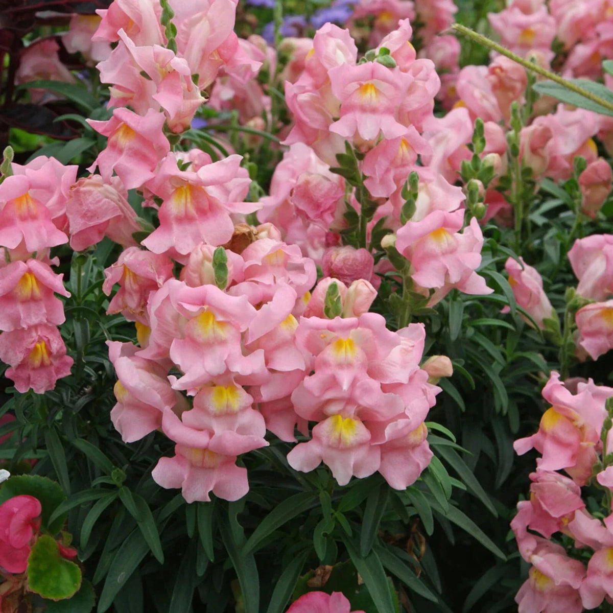 Appleblossom Snapdragon Seeds - Heirloom Non-GMO Flower Seeds - Antirrhinum majus