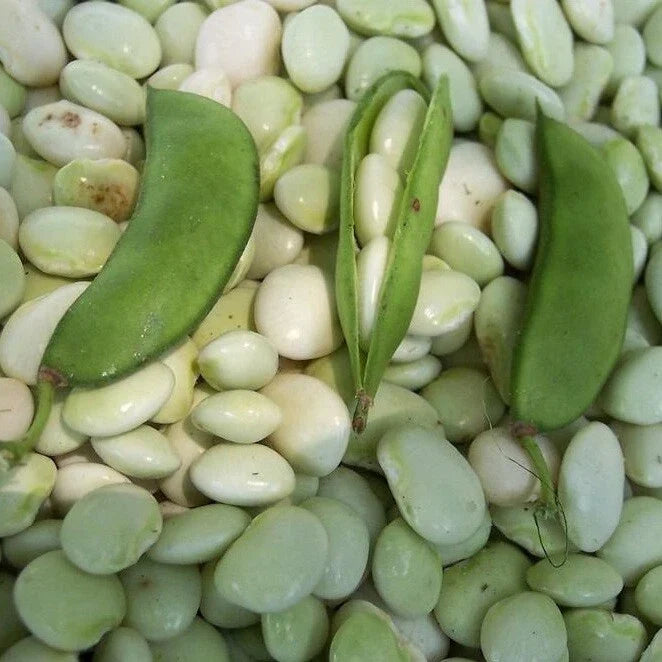 White Dixie Butterpea 10 Seeds, Non-GMO, Lima Bean, Shell or Dry Bean, Organic Gardening, Heirloom Variety