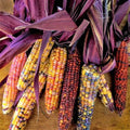 Seneca Red Stalker Ornamental Corn Seeds - Purple Red Husk Dent Indian Seed - Zea mays - 2025