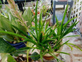 Sansevieria Aethiopica Bowstring Hemp Plant - Bare Root Sanseveria for Indoor Air Purification