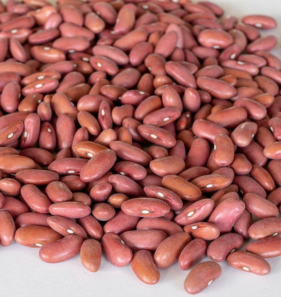 Light Red Kidney Bean Seeds - Fresh, Non-GMO, Organic - Phaseolus vulgaris - Free Shipping
